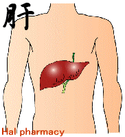 肝臓 